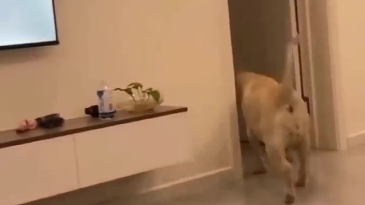 Animal funny video πΉπ
πΆπ
π²π€£