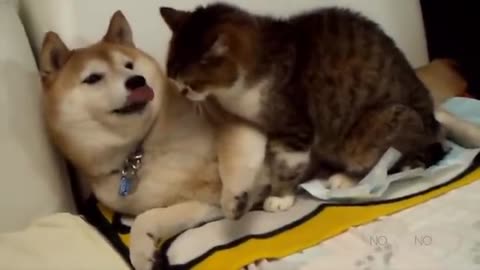 funny cats&dogs