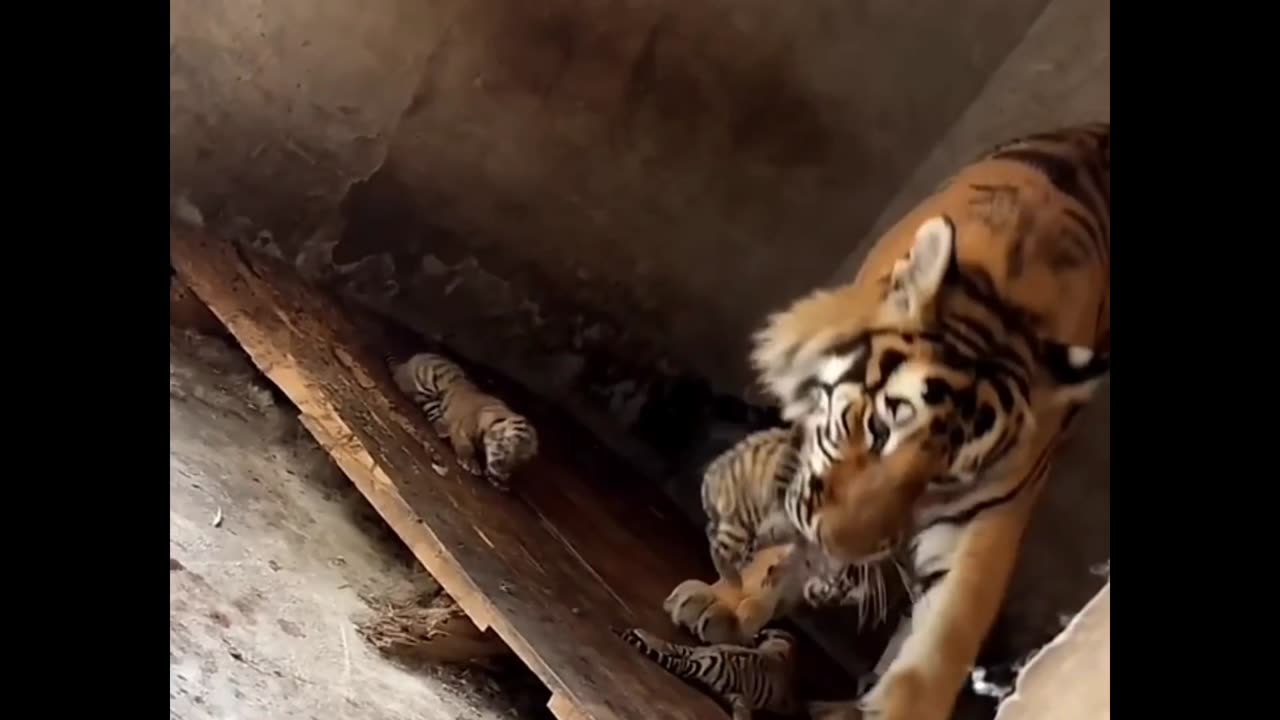 Mama trying to Protect her babies 😳🐯