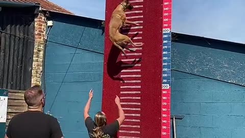 German Shepherd In Cup Final