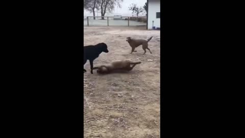 Gatinhos fofinho comedia