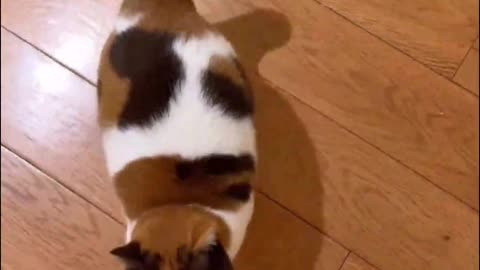 Who can put up with such a coquettish attitude