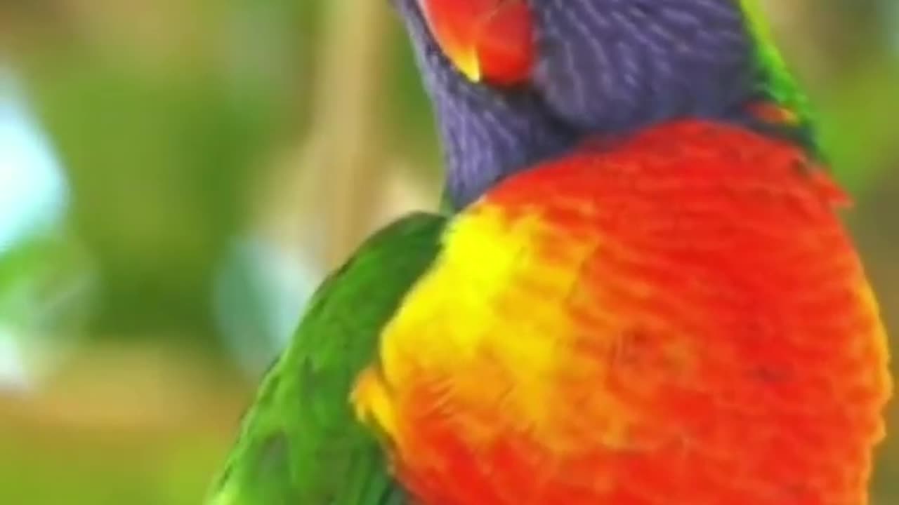 beautiful birds