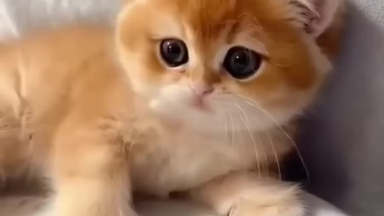 Cute Cats