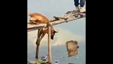 Cats and dogs funniest 2024