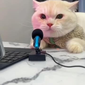 Fanny Cat Video And Kittecat Video