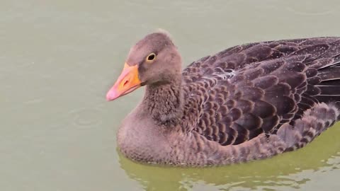 Goose in the rain by a river / A very beautiful goose in the water.