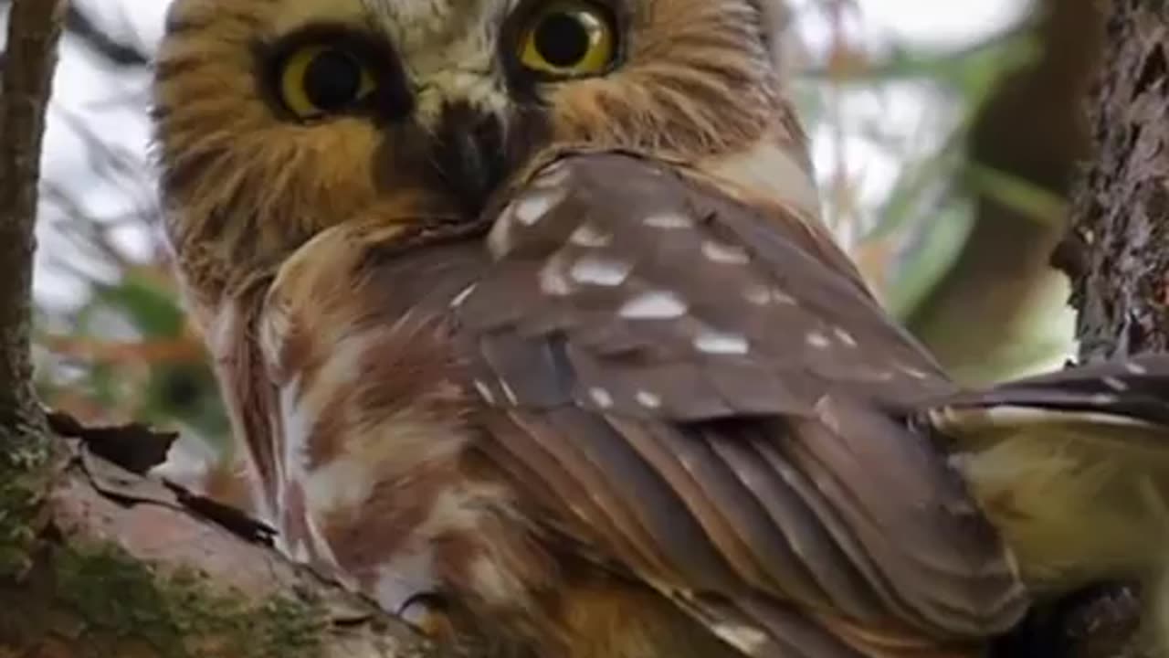 What a beauty ~The northern saw whet Owl