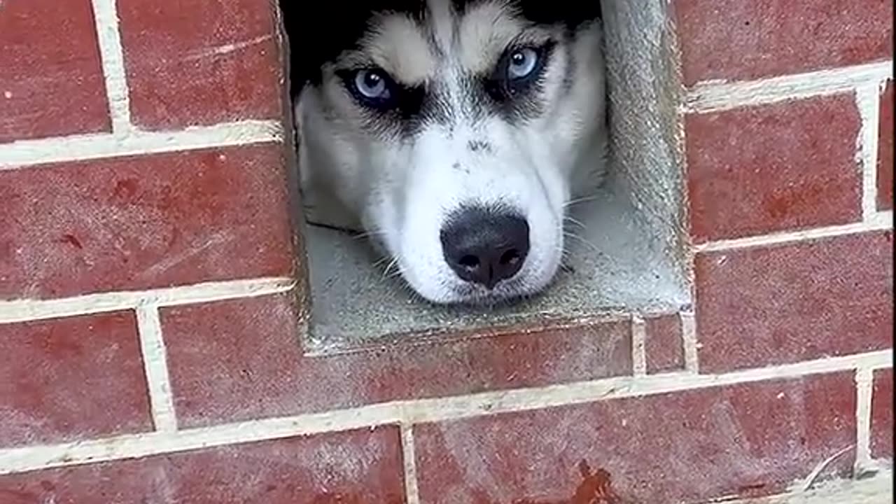 A dog's happy, I don't understand # # of pet dog