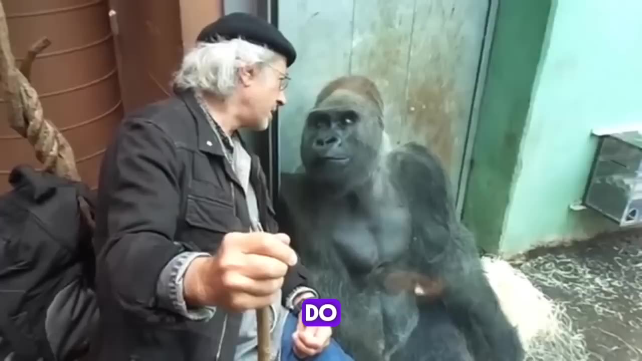 What Happens When Gorilla Encounter A human Baby! 'You Won't Believe This!!