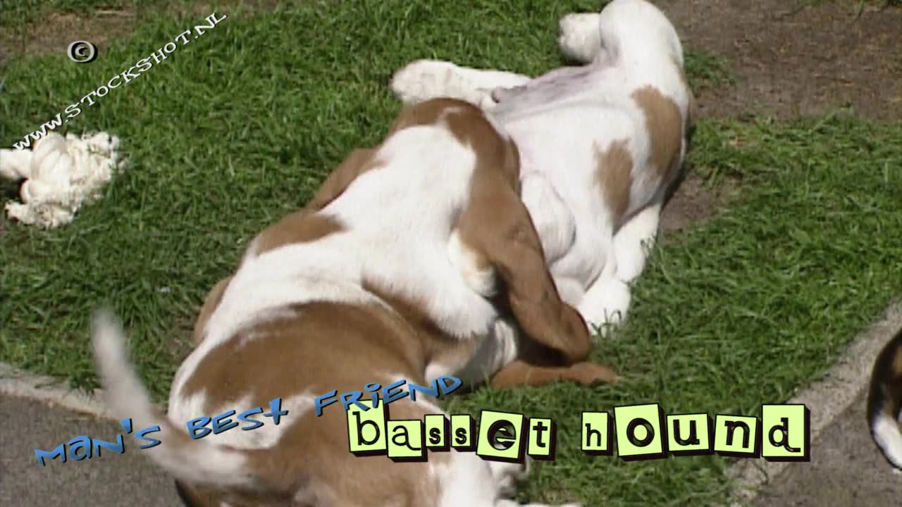 Basset Hound litter