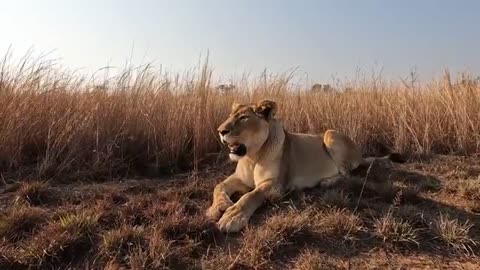 Relaxing LION WALKS in Nature