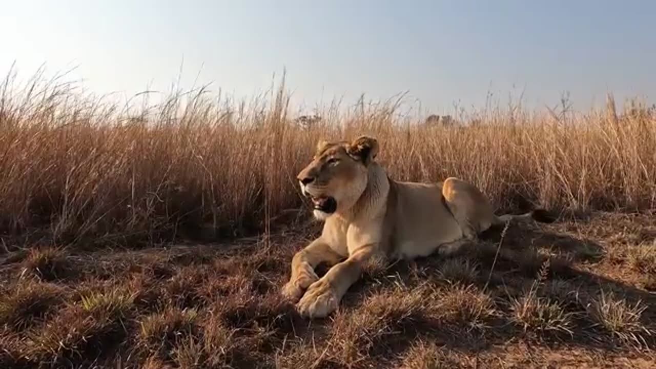 Relaxing LION WALKS in Nature
