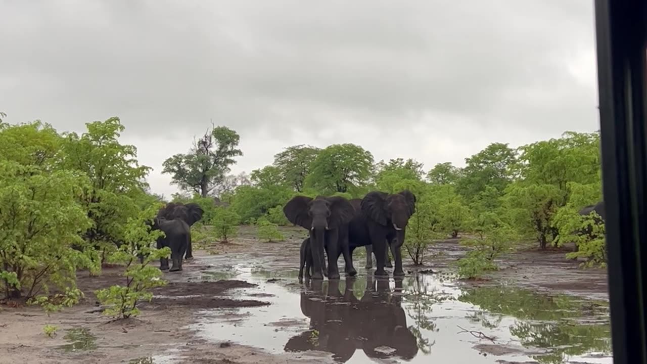 Elephant Slips in Muddy Puddle