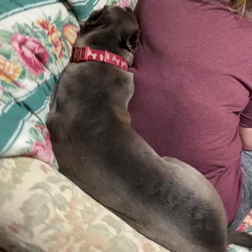 Dog studying with Mommy!