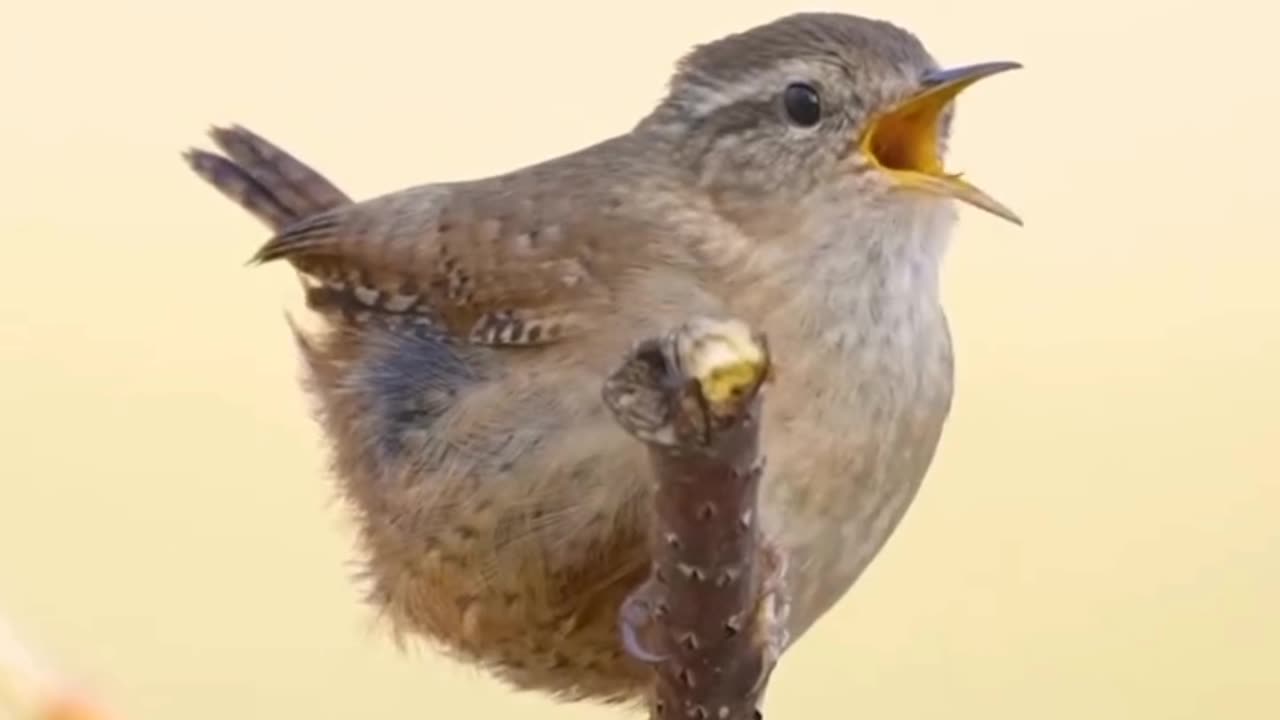 Nature #love#bird songs #bird photography