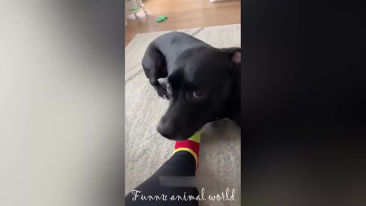 Funny Animals Part 1