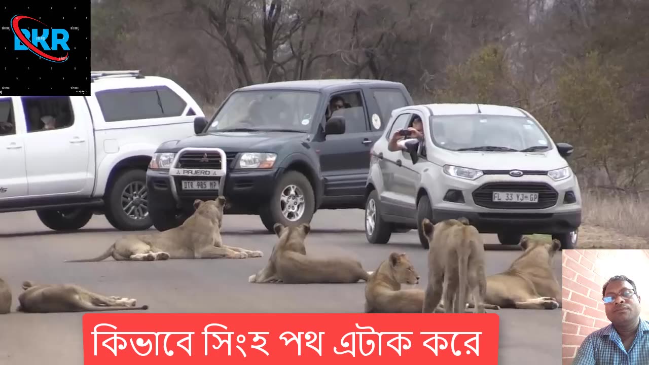 আফ্রিকার জঙ্গলের ভিতর দিয়ে রাস্তা আর সেই রাস্তা মাঝে আটক.