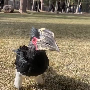 We will call it Bunny Bird