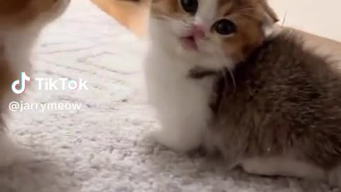 Funny Cat videos