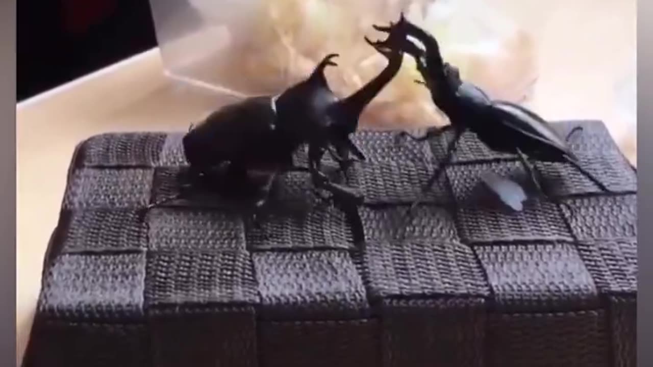 How rhino-beetle uses its horn to fight.