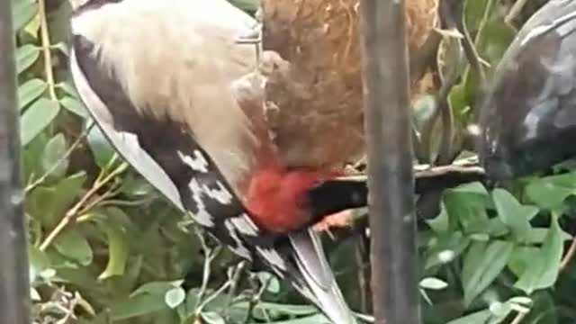 The woodpecker has just been back on the balcony