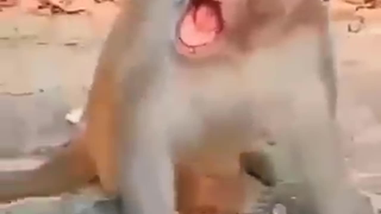 Funny video cat