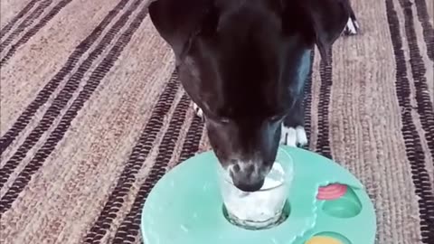LOVIN ❤️ THE PUP CUP 🥤