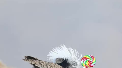Birdwatcher's Brush: Art Inspired by Nature