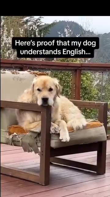 Talking Dogs. Not kidding