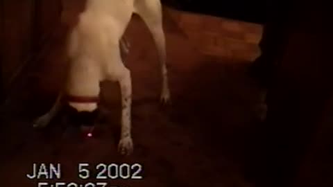 January 5, 2002 - A Dog Does Battle With "Mr. Spot" (Home Movie)