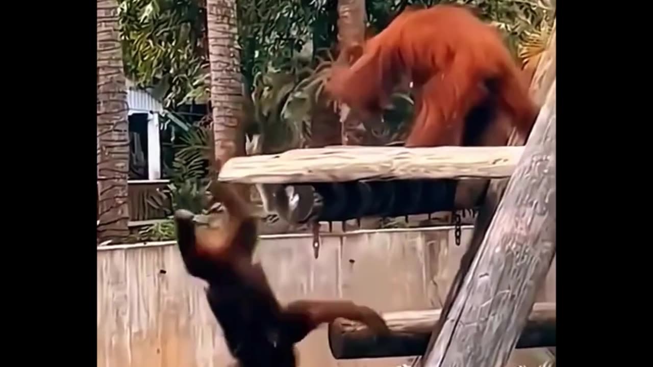 Funny animal video