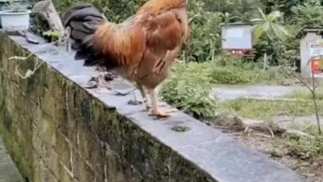 Crowing of a Rooster