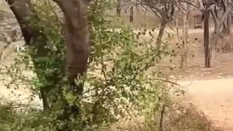 Nature is Beautiful, as well as Brutal at times