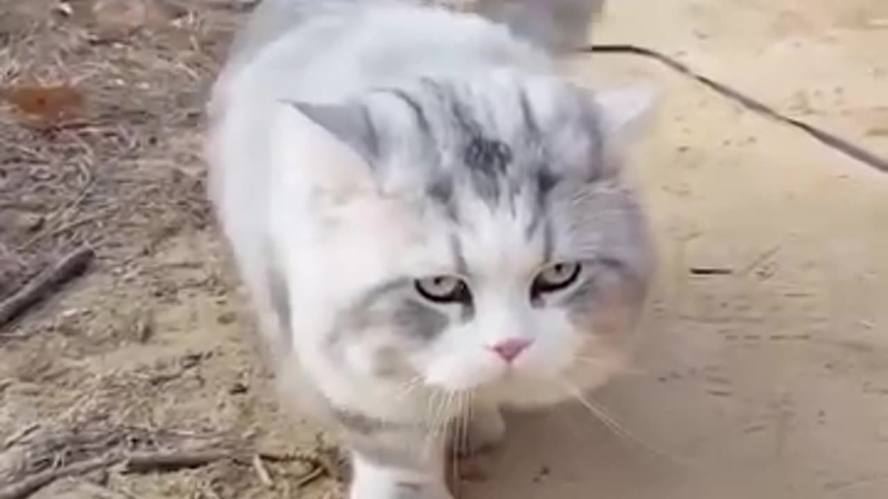Cute Cat , Funny Cat