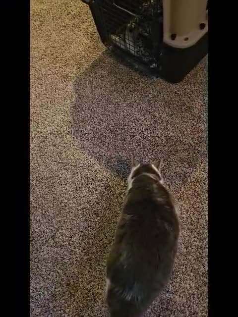 Mr. Rocky The Kitty Cat Gets Treat of Some Chicken
