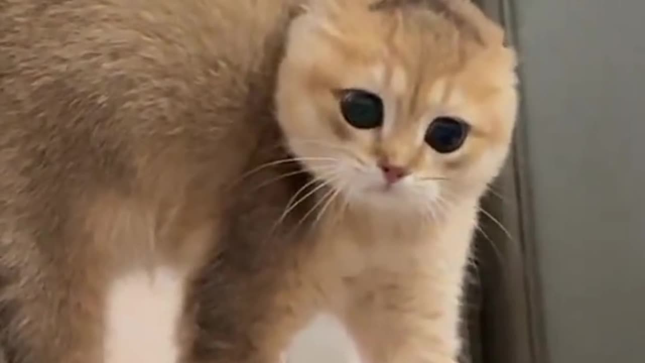 Funny cat