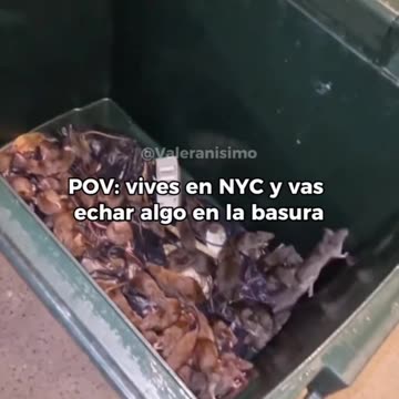 Nee York City Rat Problem