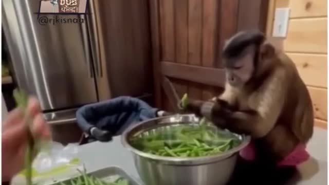 Monkey monkey want to cook vegetable