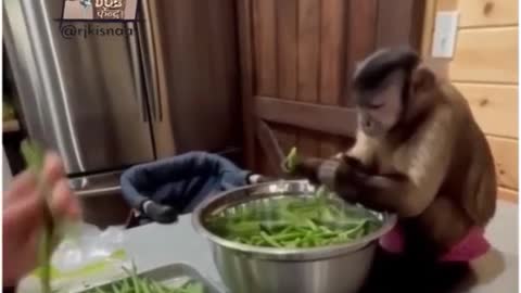 Monkey monkey want to cook vegetable