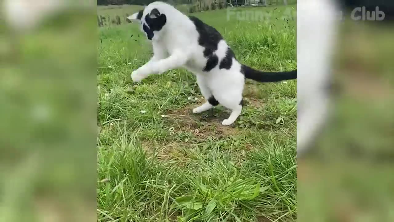 Funny Animal Video