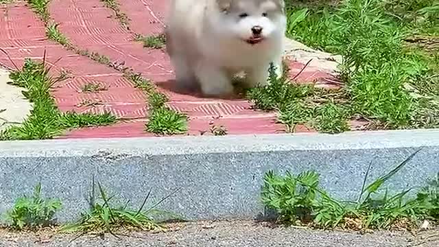 Chubby, walkDon't be careful # of pet