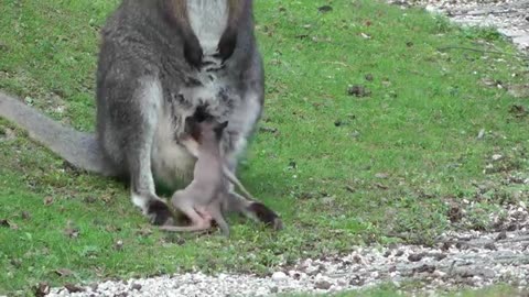 Känguru ist aus dem Beutel gefallen