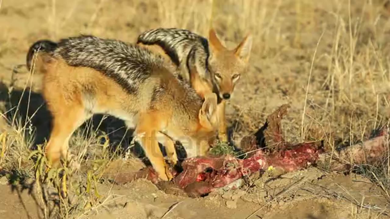 Black-backed Jackals