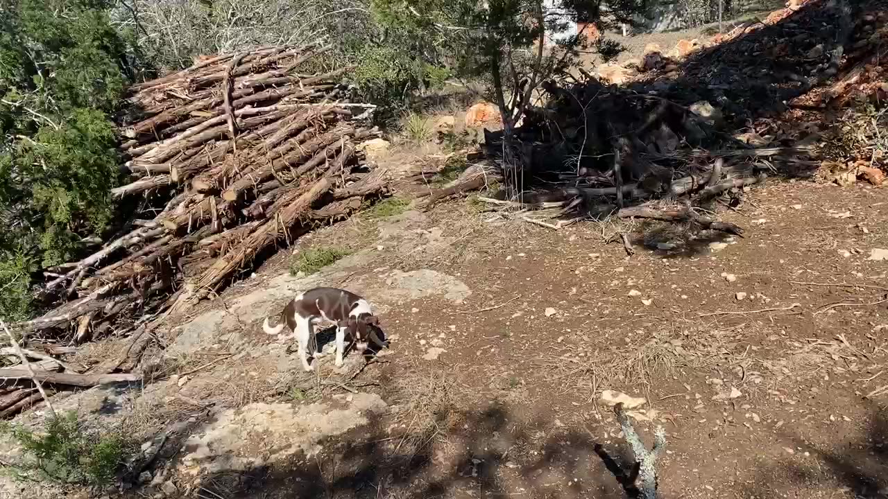 Bingo catching air