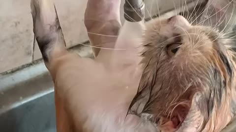 Cat Bathe Themselves|| Viralhog