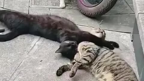 Funny Pet Fails 7