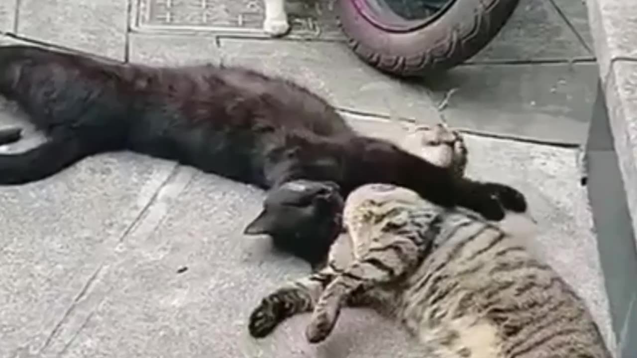 Funny Pet Fails 7
