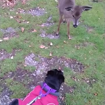 Dolly met the daughter