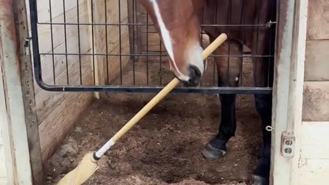 his horse wants to help me clean